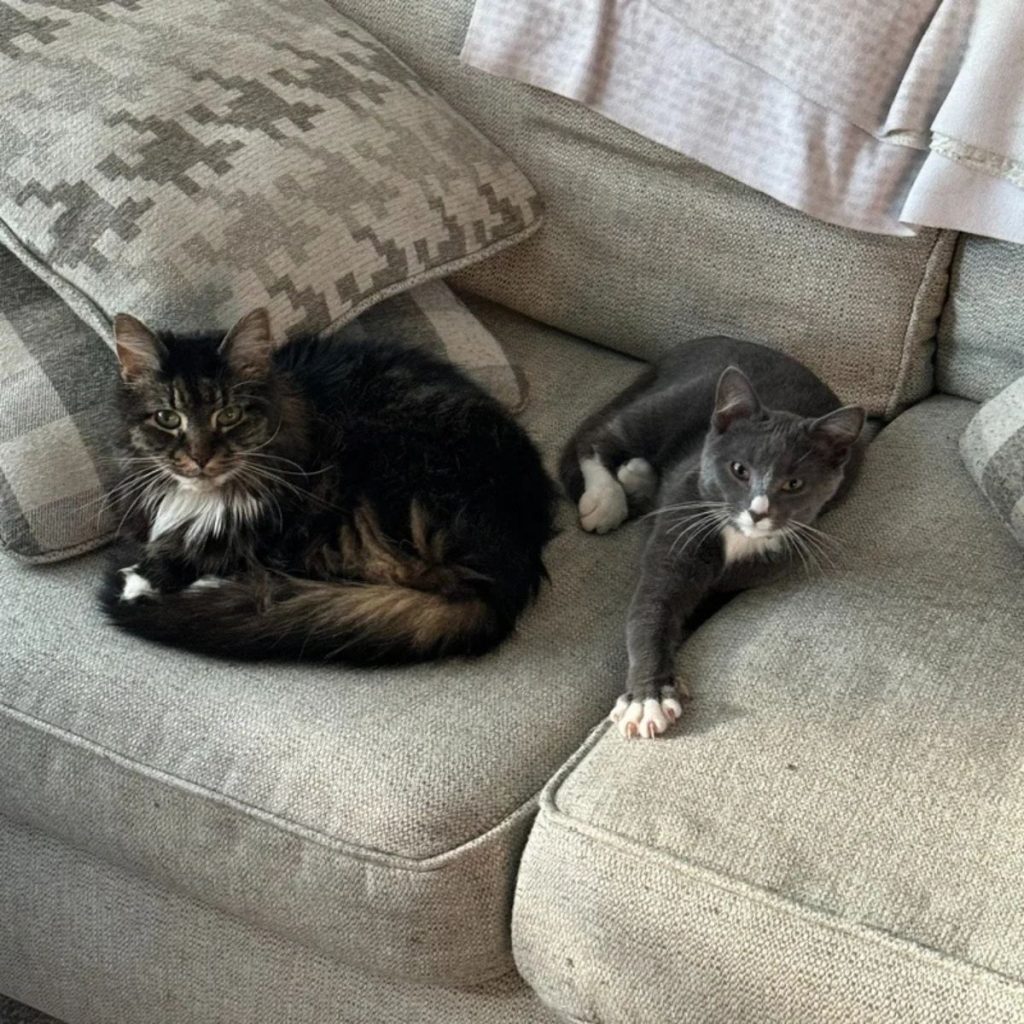 two cats are lying on the couch