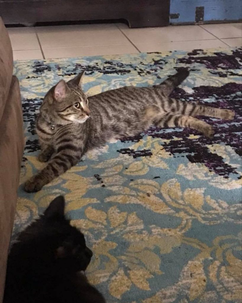 two cats are lying on the floor