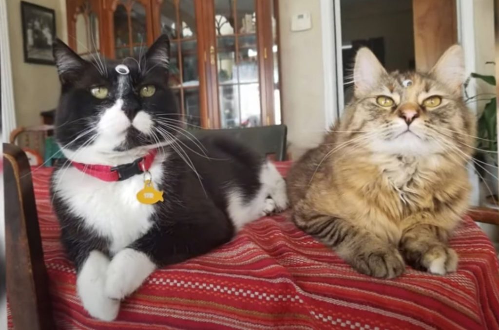 two cats are lying on the table