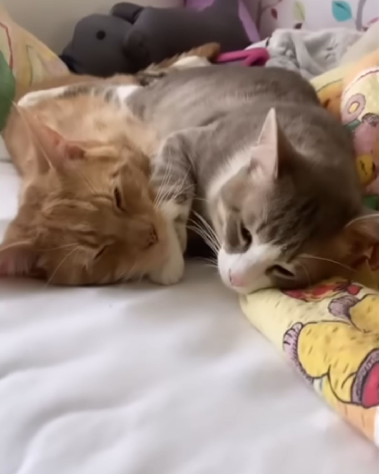 two cats laying together