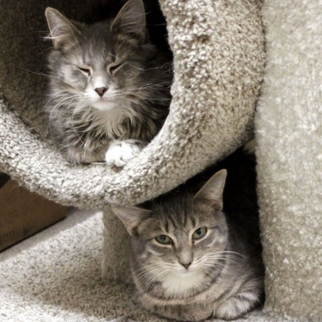 two cats lie on a scratching post