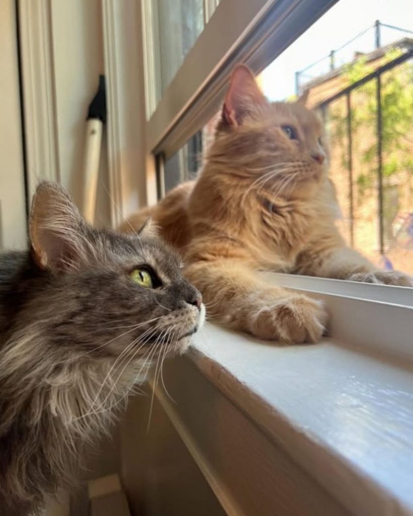 two cats looking out the window