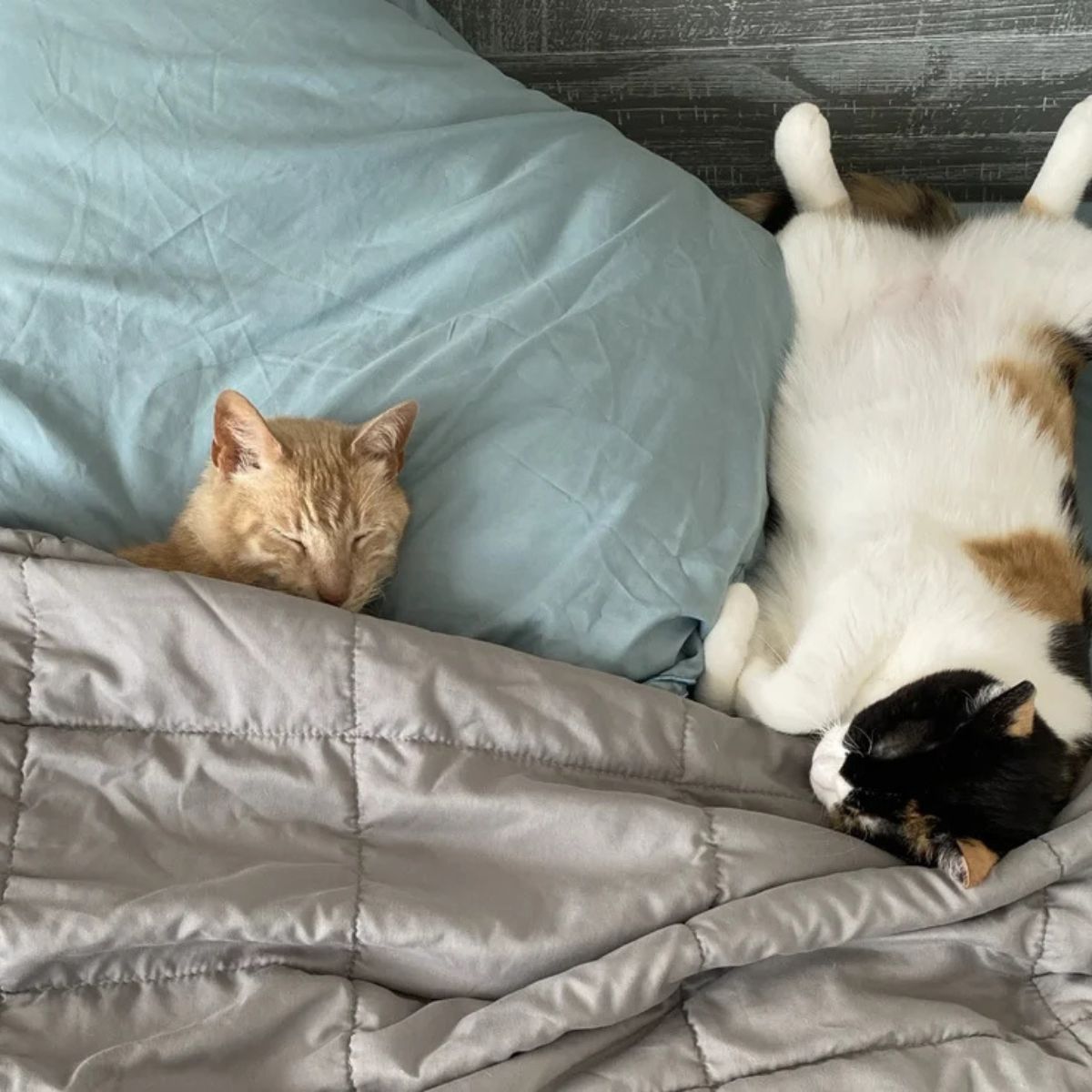 two cats sleeping together