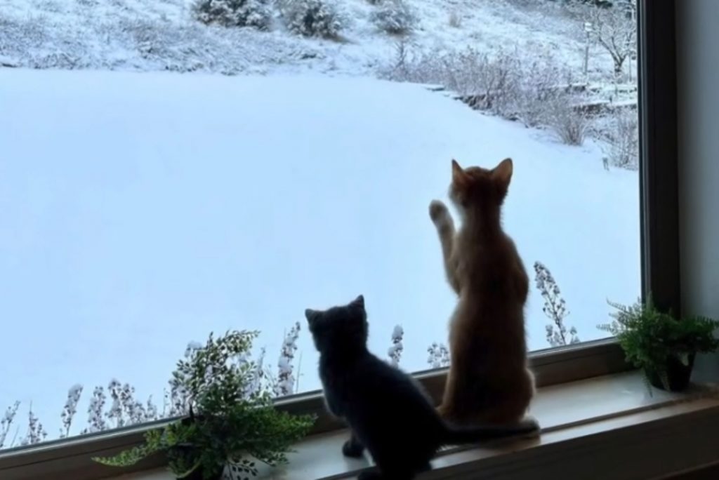 two cats standing at the window and looking at the snow