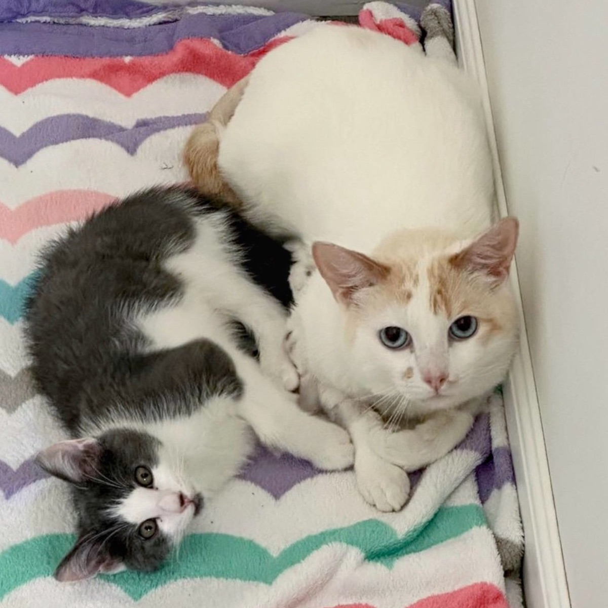 two cute cats laying down