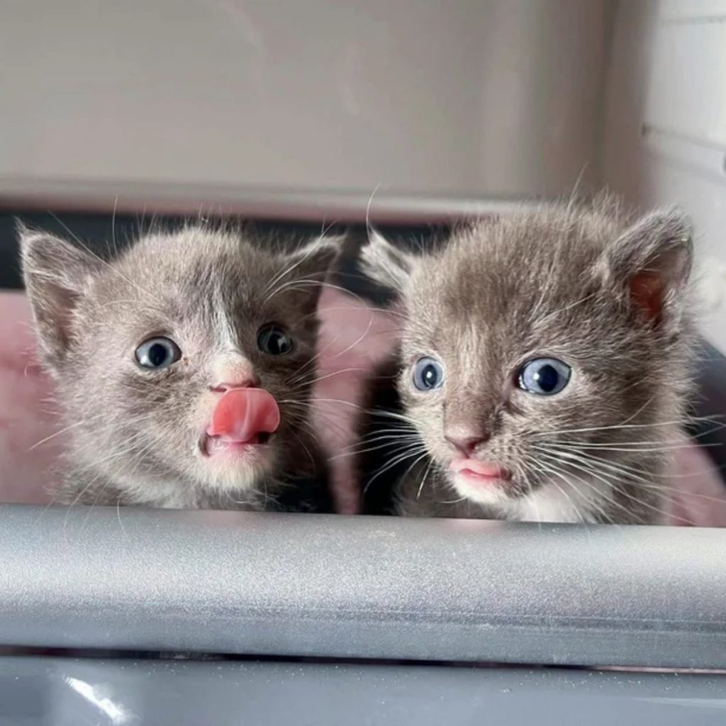 two cute gray kittens