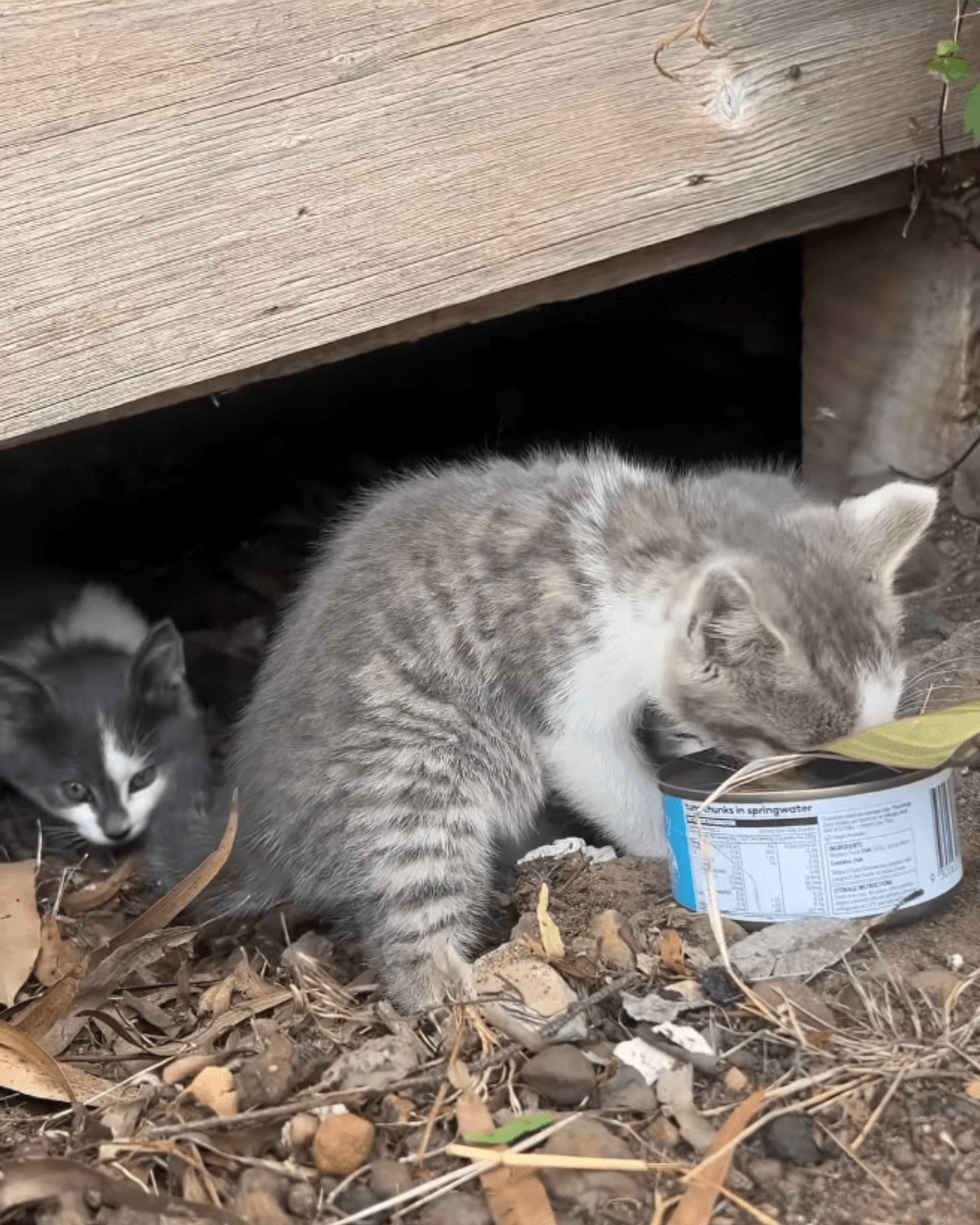 two cute kittens