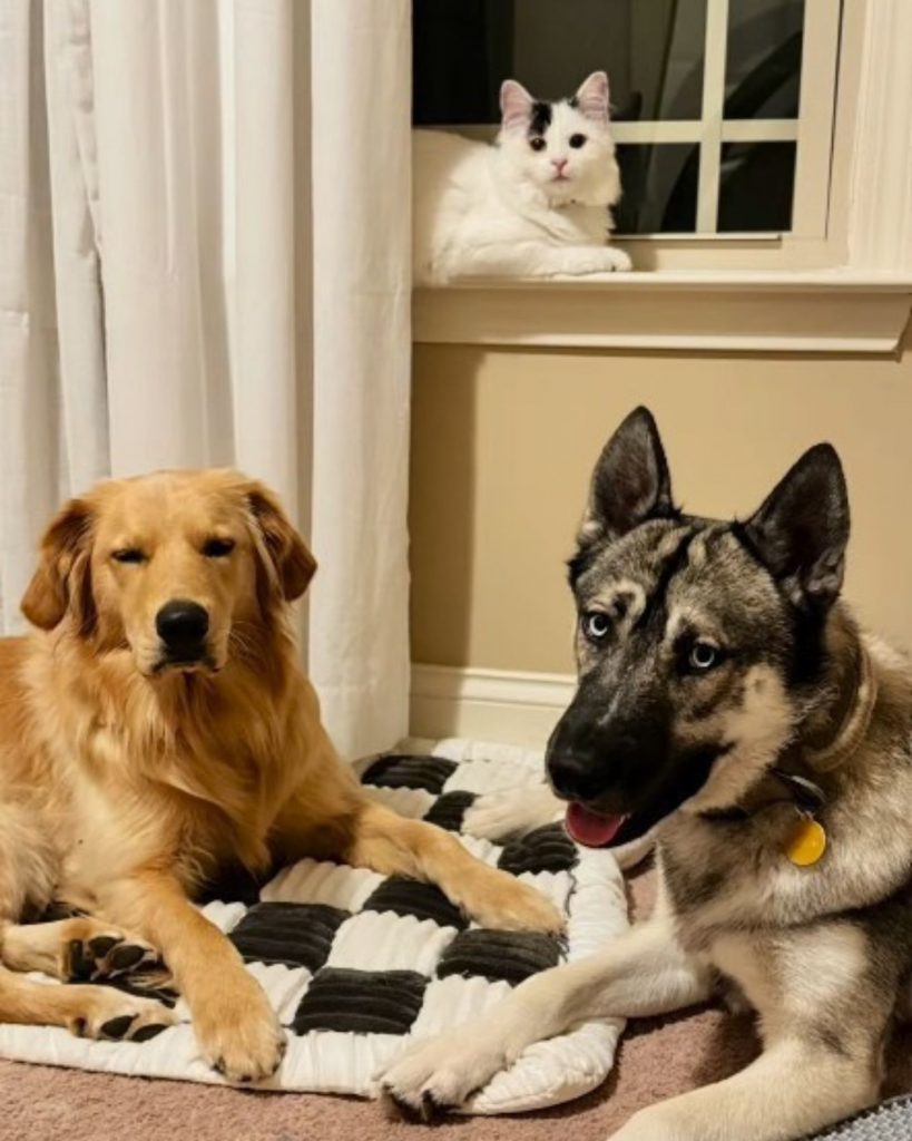 two dogs are lying on the floor while a cat is lying by the window