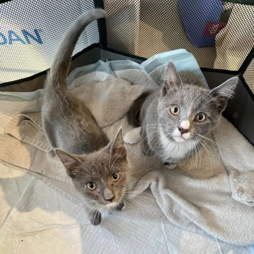 two gray kittens are standing on a towel