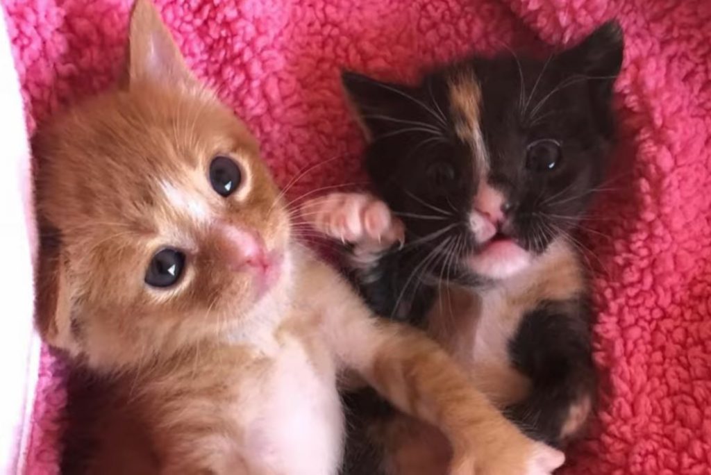 two kittens are lying on a pink blanket