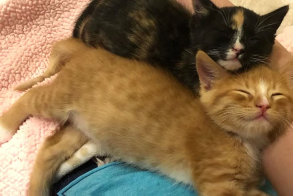 two kittens enjoy cuddling on a man's lap