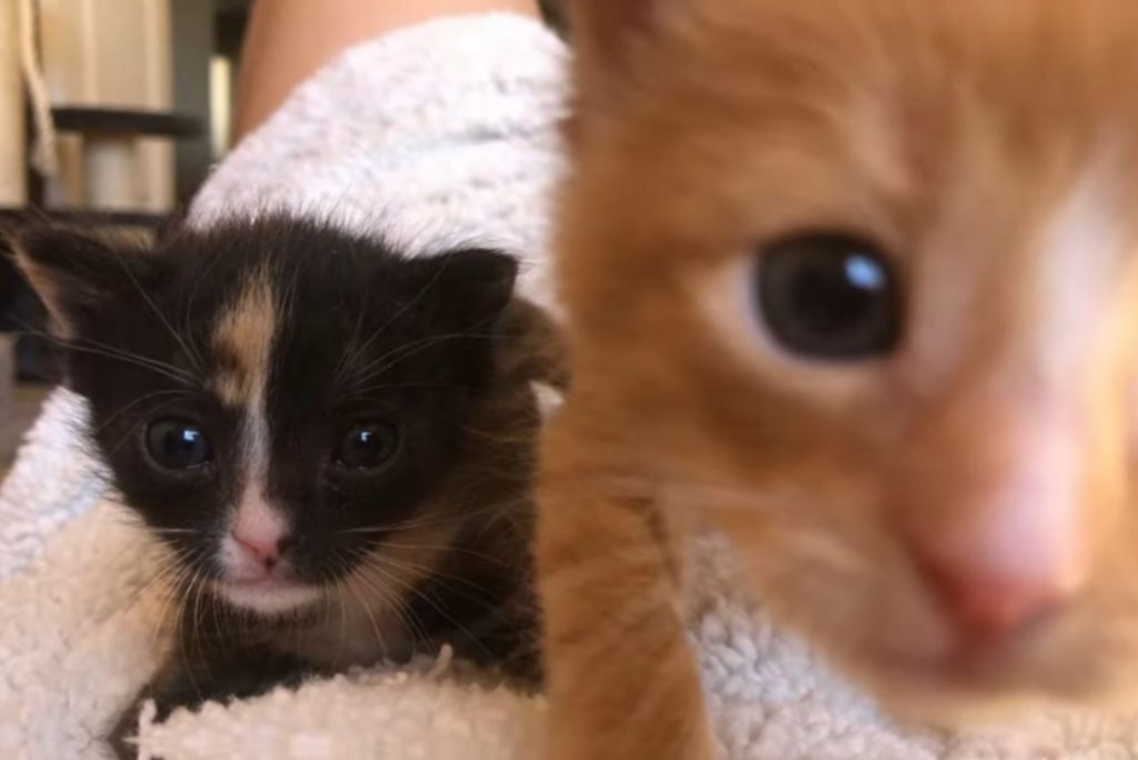 two kittens face the camera