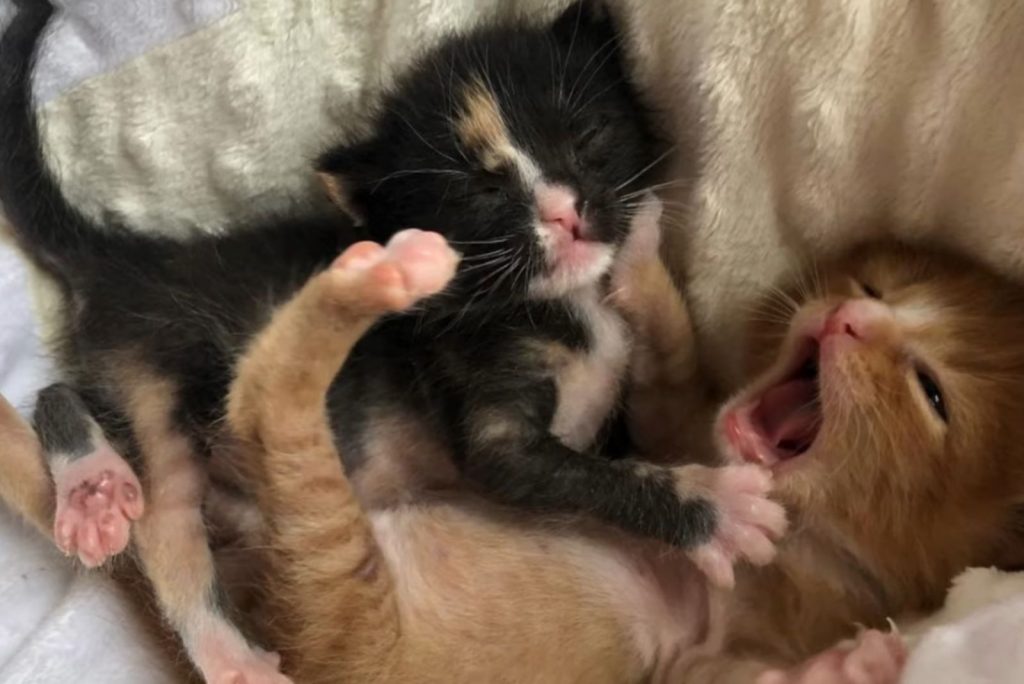 two kittens lying next to each other