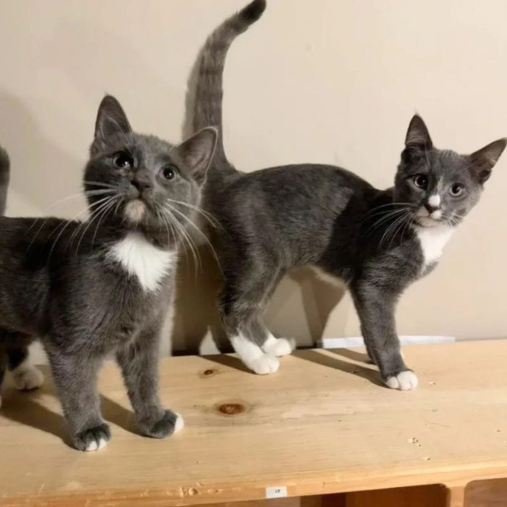 two kittens standing on a wooden shelf