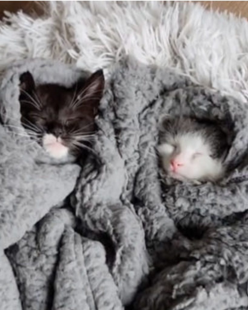 two kittens wrapped in a blanket