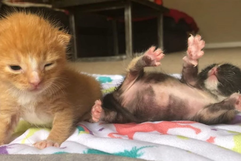 two playful kittens