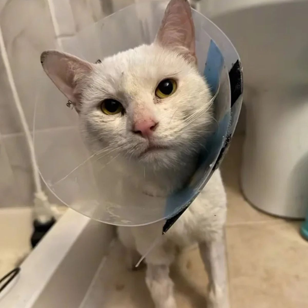 white cat in a bathroom