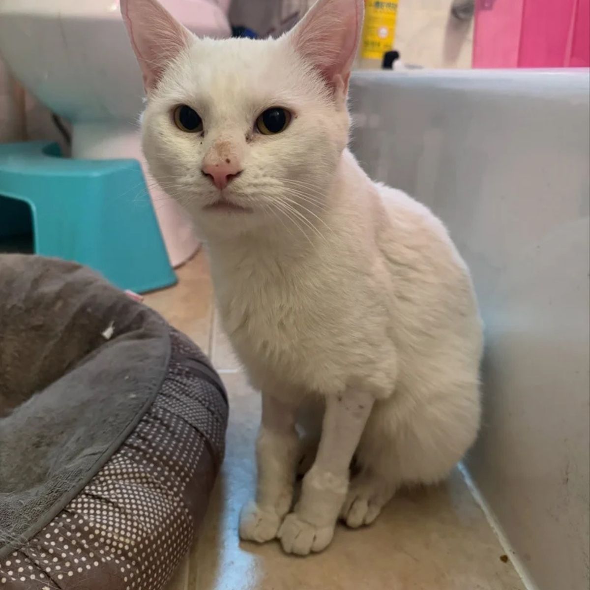 white cat sitting