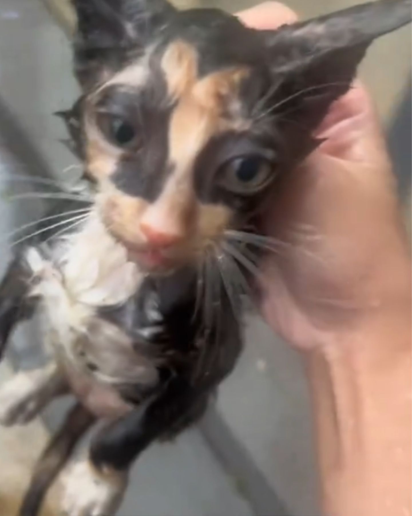 woman holding a stray kitten