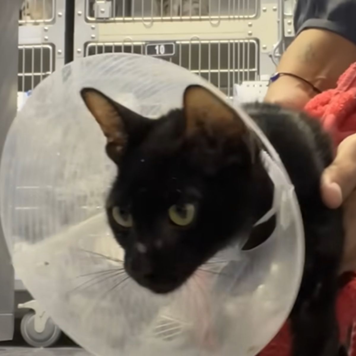 woman holding an amputee cat