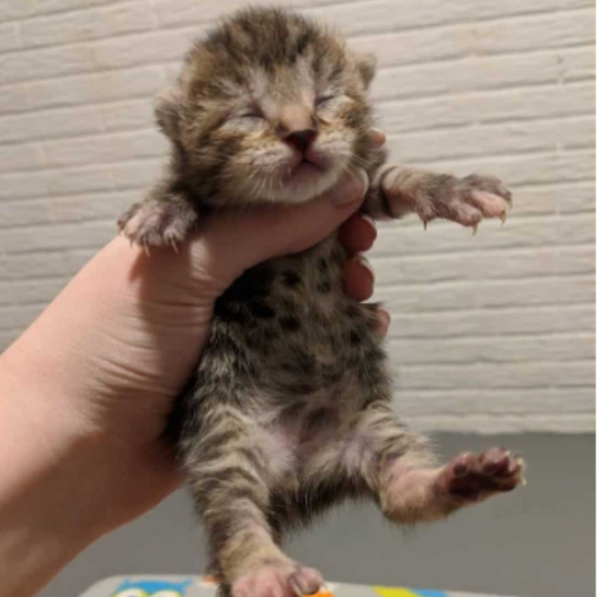 woman holding tiny kitten in hand