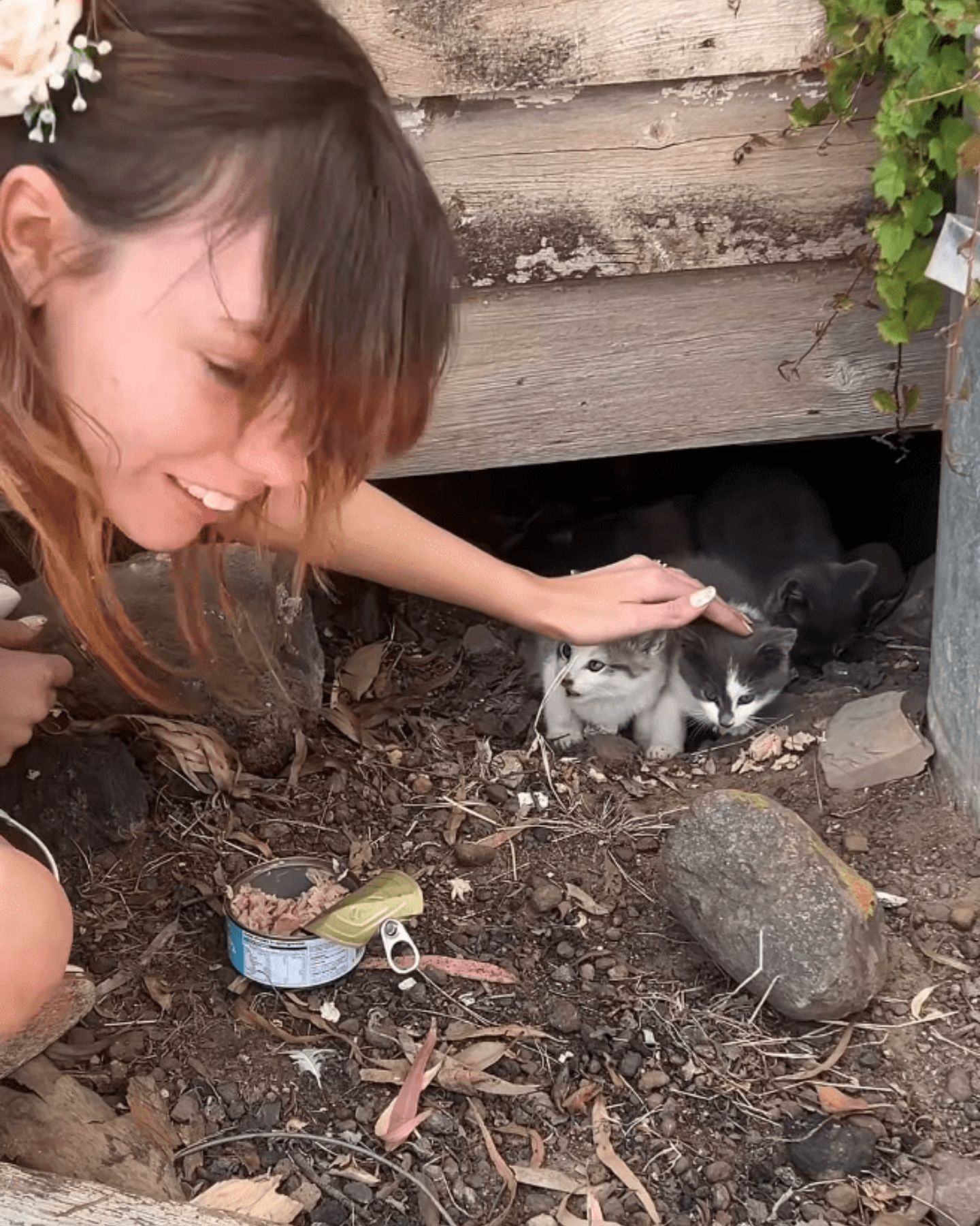 woman petting a kittens