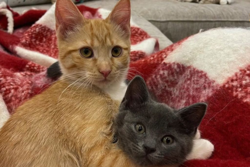 yellow and gray cat hugging