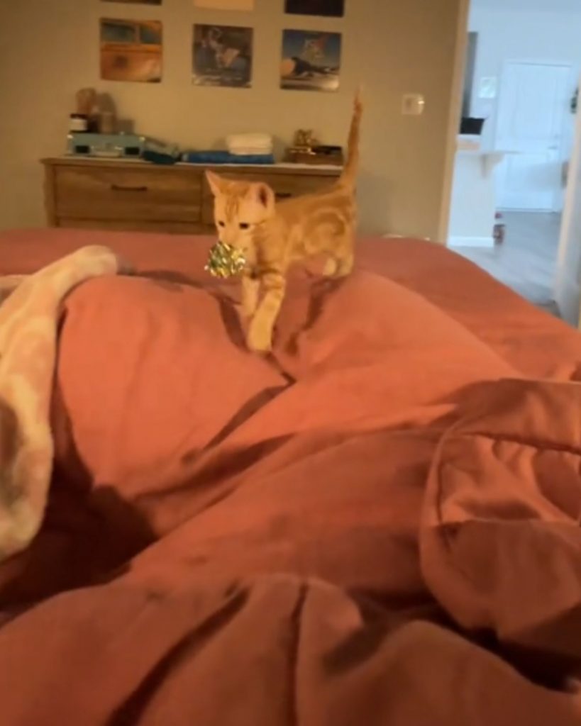 yellow cat walking on the bed