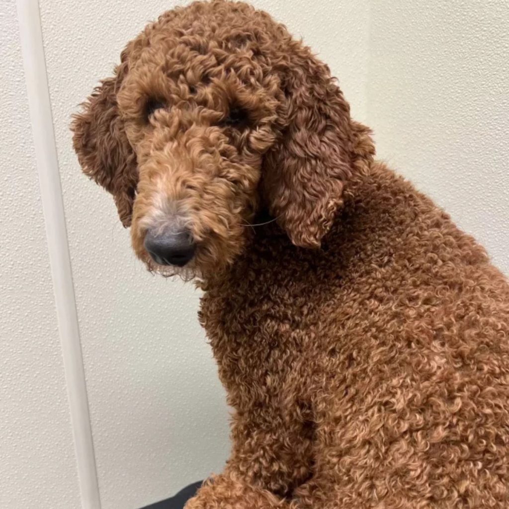 light brown poodle dog