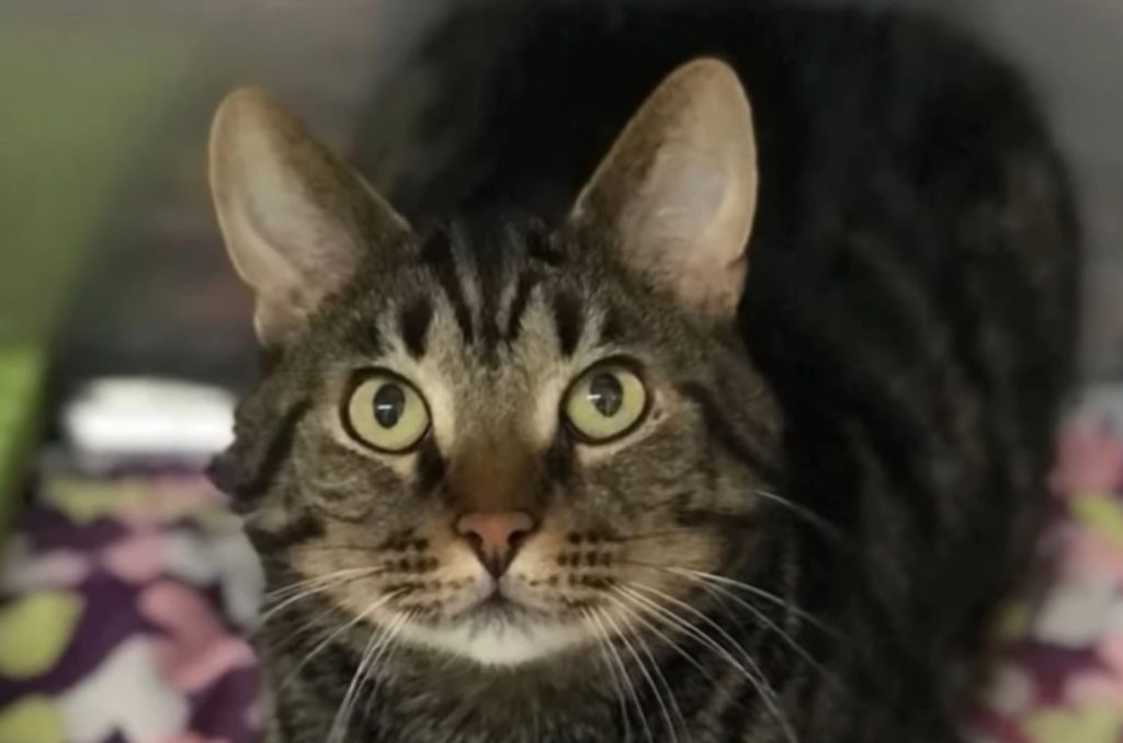 tabby cat looking up