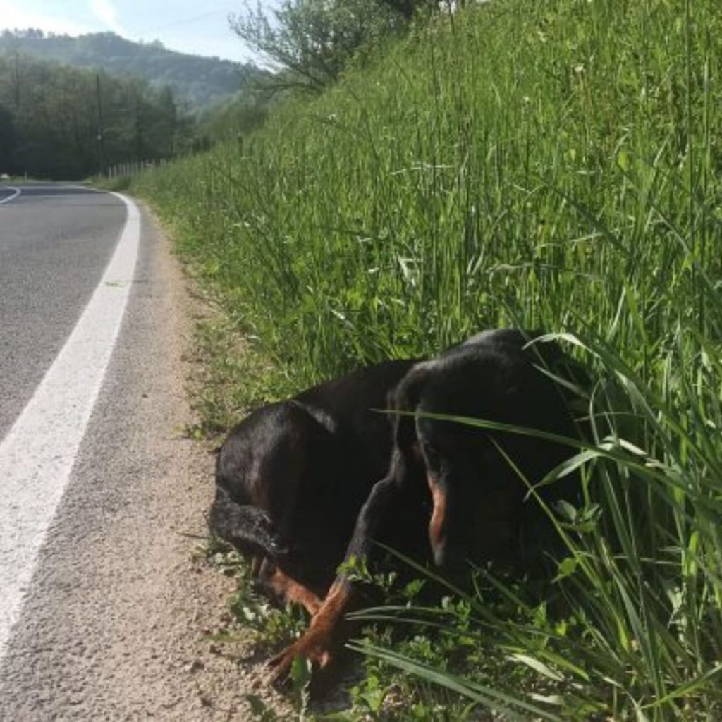 dog lying by the road