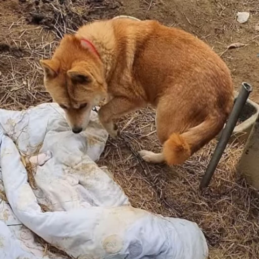 chained dog standing