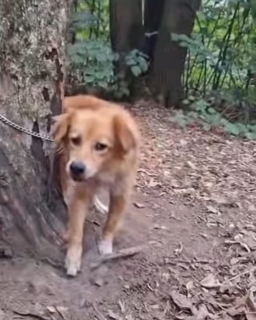 dog tied to a tree