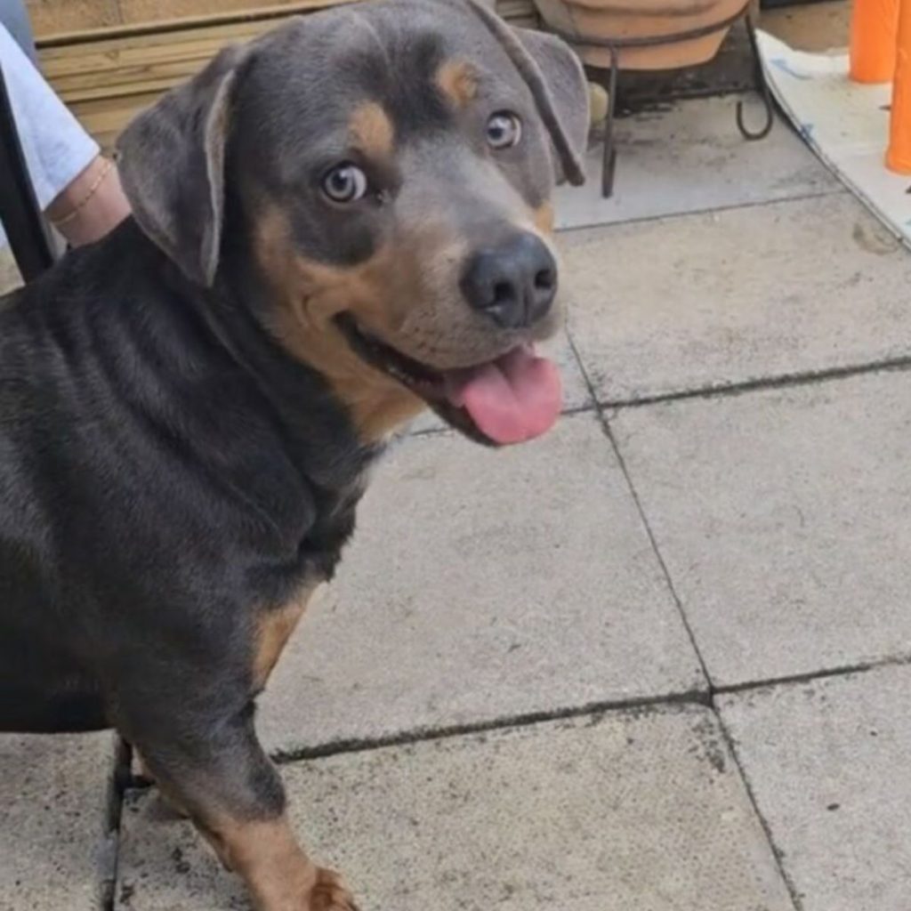 rottweiler mix dog looking at camera