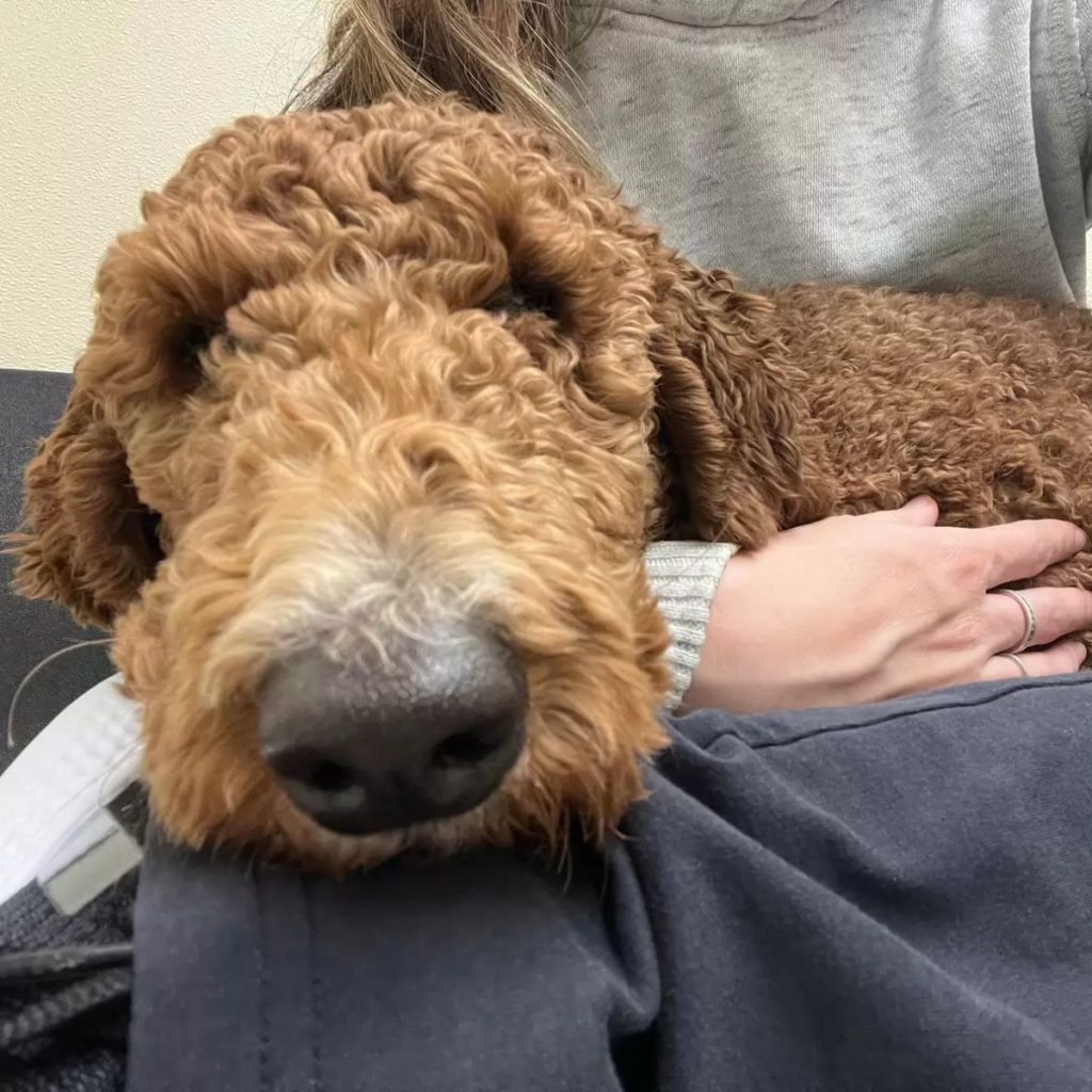 woman holding a poodle