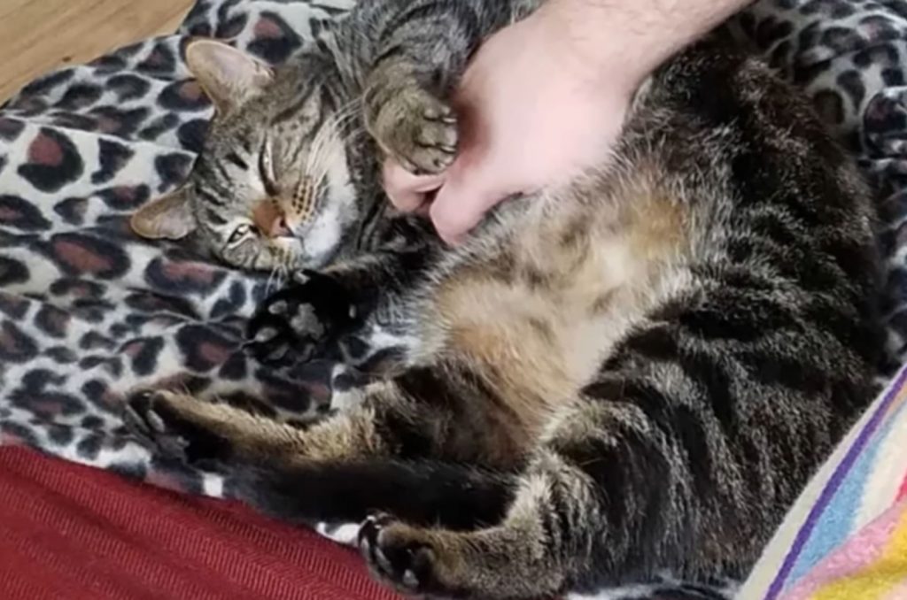 human hand cuddling a cat