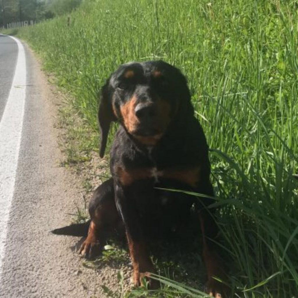 dog sitting by the road