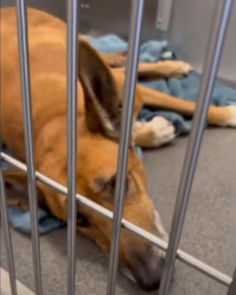 sad dog lying in a cage