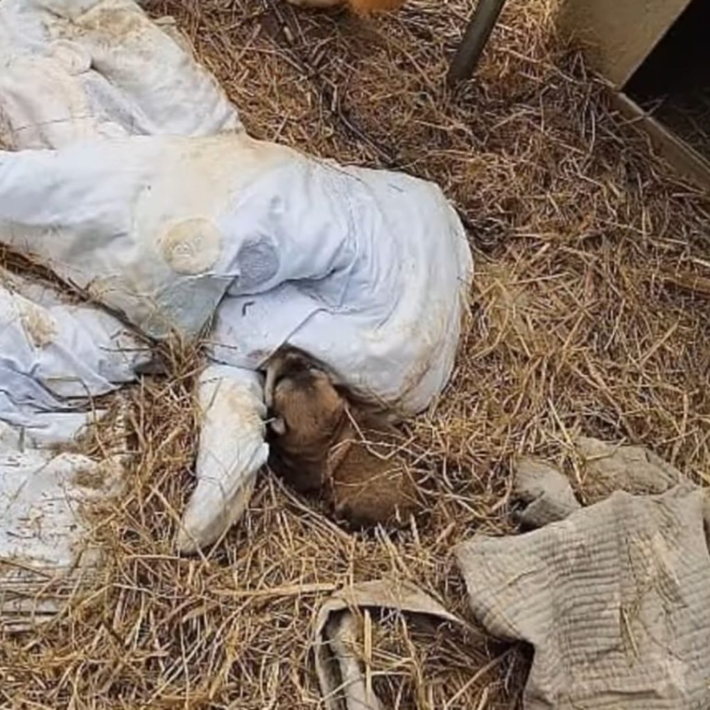 puppy next to a blanket