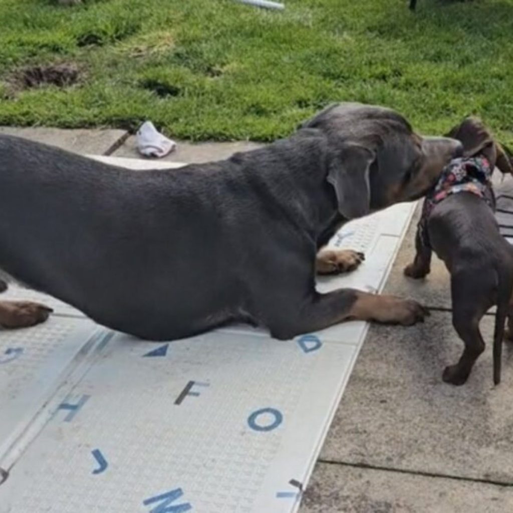 big dog playing with a puppy