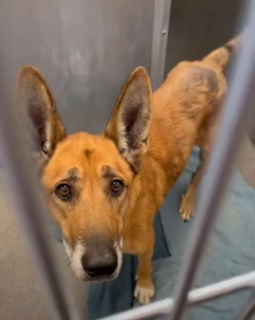 sad dog looking up from a cage