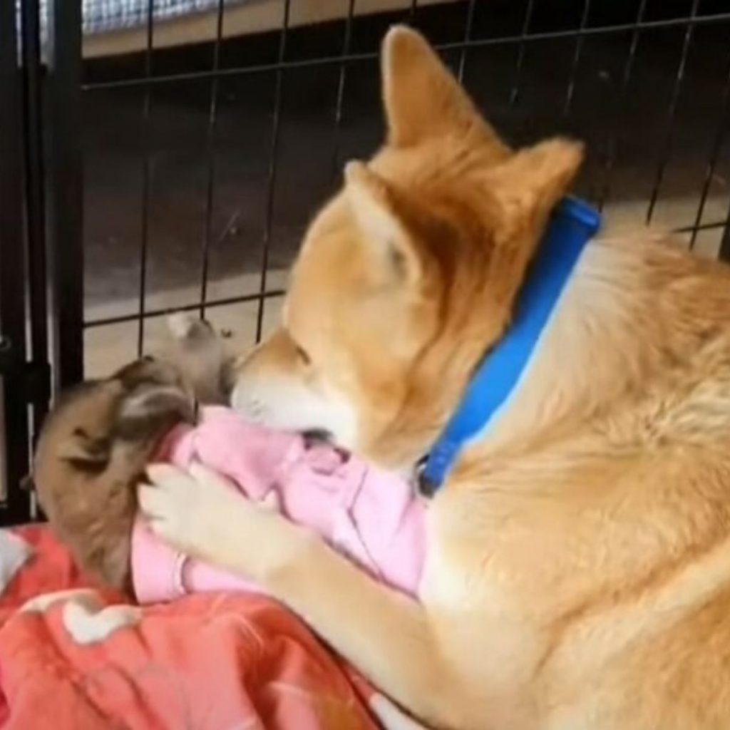 dog and puppy in a cage