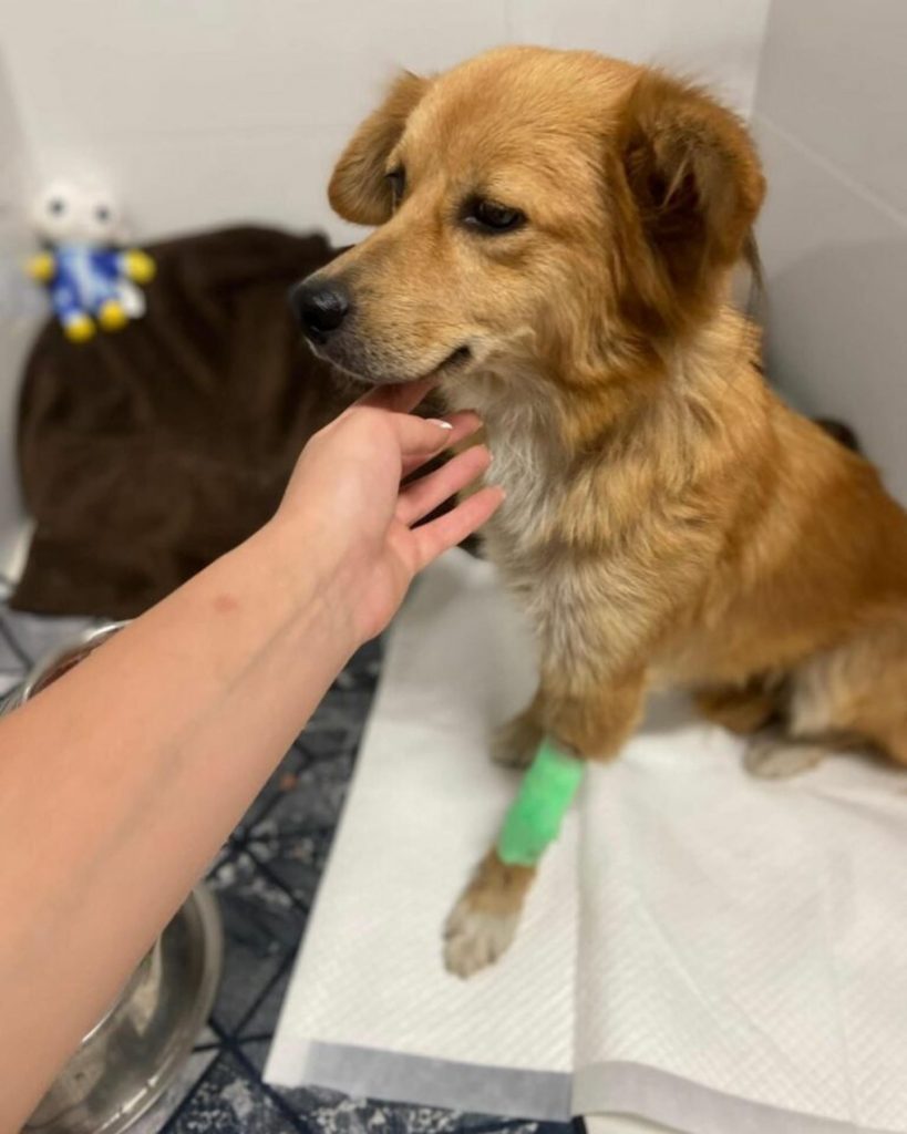 woman's hand petting a dog