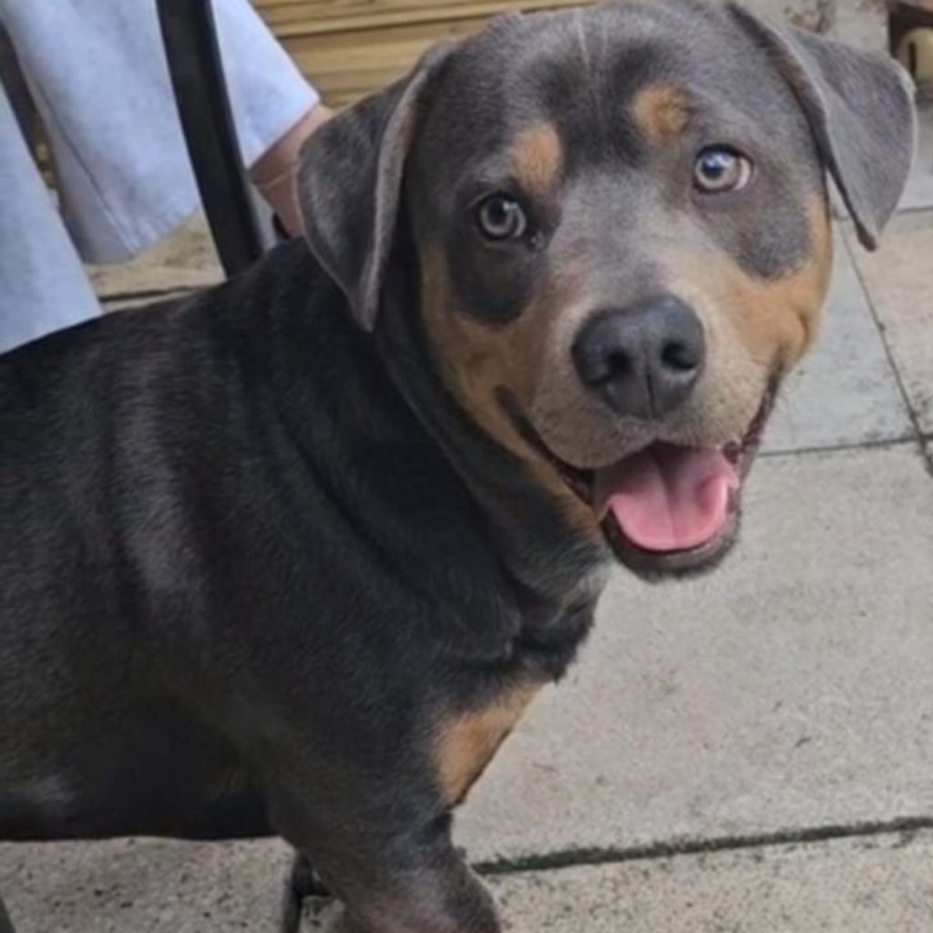 close-up of a rottweiler mix dog