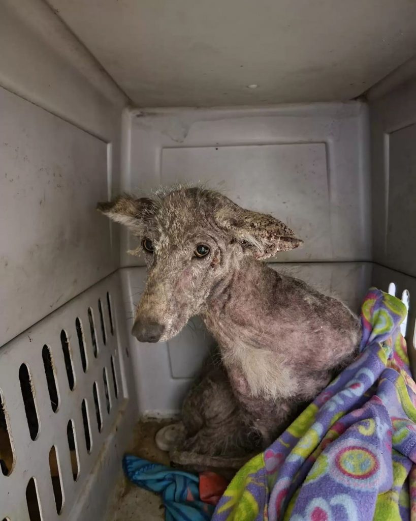 skinny animal in a carrier