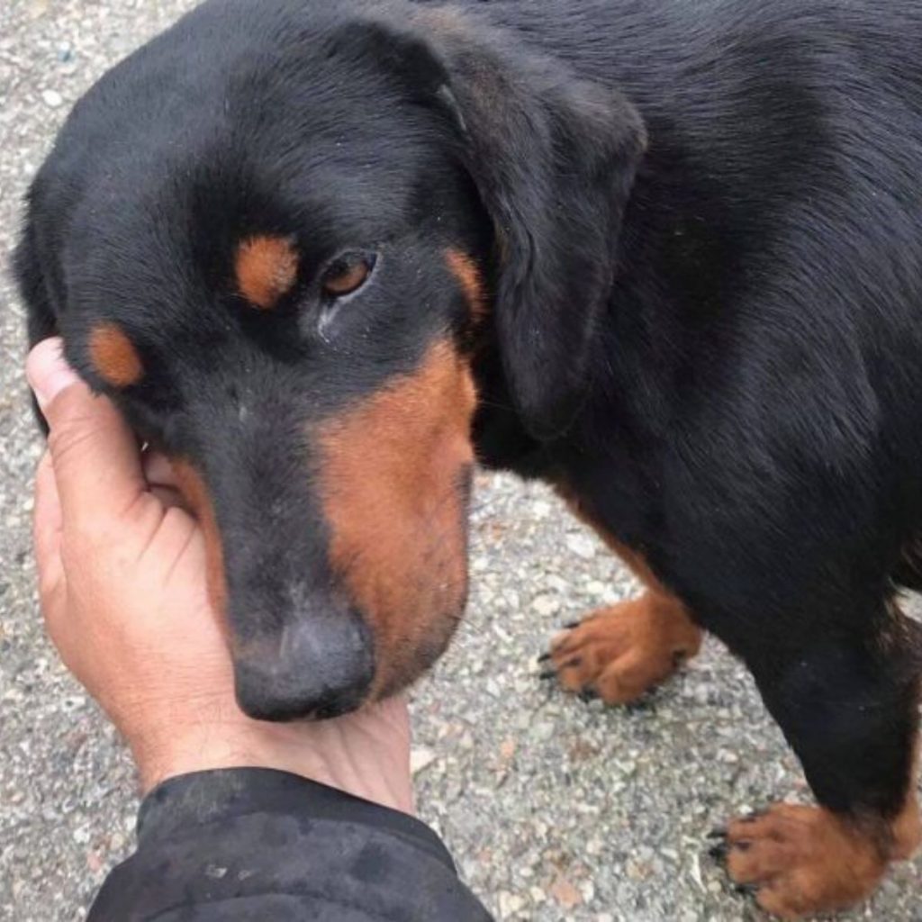 human hand petting a dog