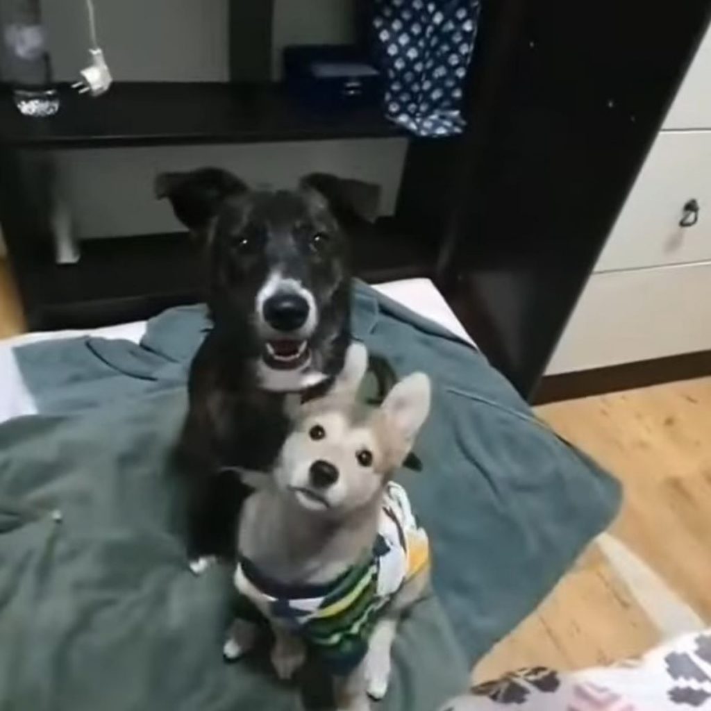 dog and puppy on a blanket