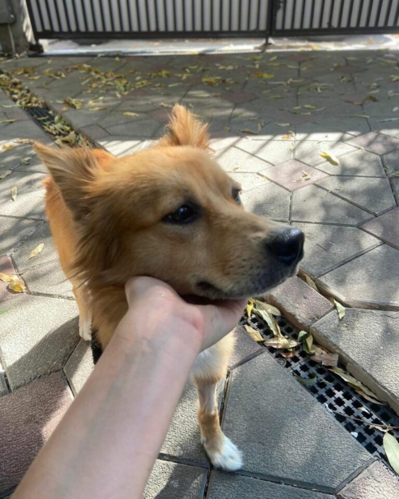 human hand giving a dog a chin rub