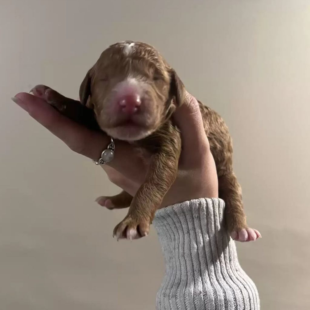 hand holding a poodle puppy