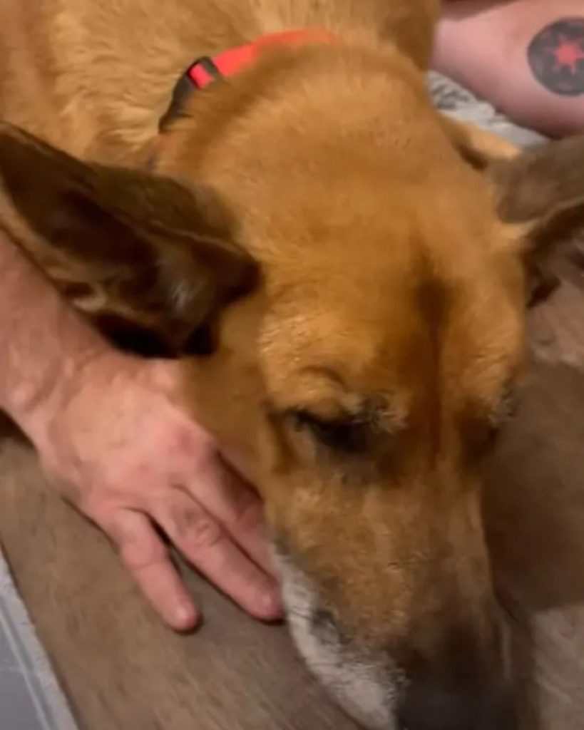 dog's head on a human's hand